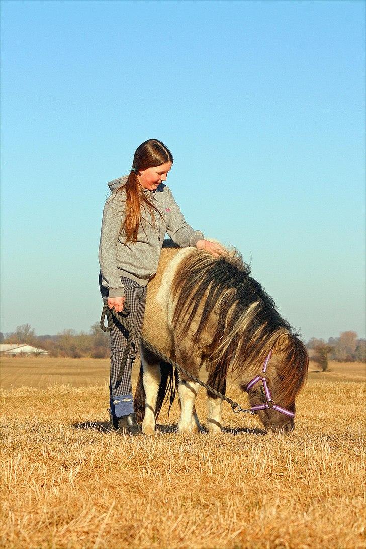 Shetlænder PH's Rammstein - 2011 billede 2
