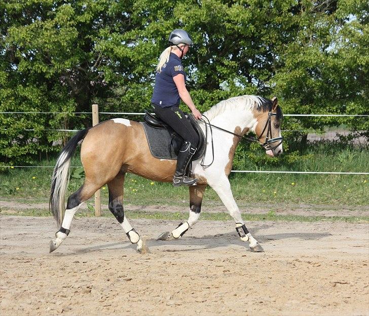 Pinto GP MONTEDO HØJGÅRD Avlshingst - Er ved at ride Montedo til. Det er 5 gang jeg sidder på ham. billede 7