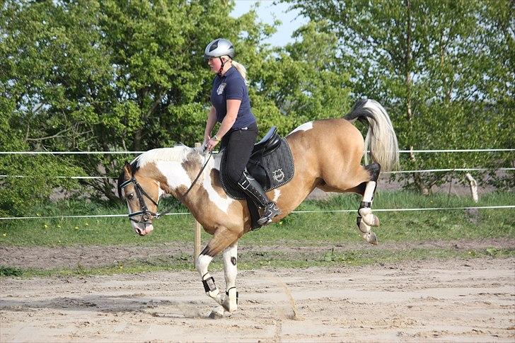 Pinto GP MONTEDO HØJGÅRD Avlshingst - Ja Ja men er ikke Hingst uden lidt sjov og ballade. billede 9