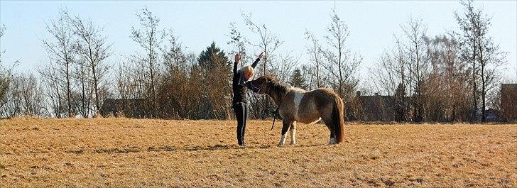 Shetlænder PH's Rammstein - 2011 billede 3