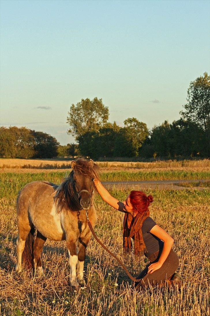 Shetlænder PH's Rammstein - 2010 billede 4
