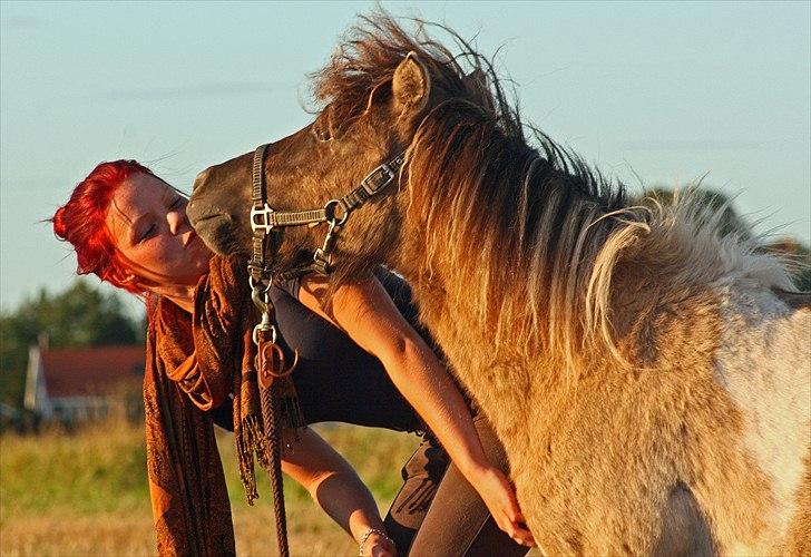 Shetlænder PH's Rammstein - 2010 billede 5