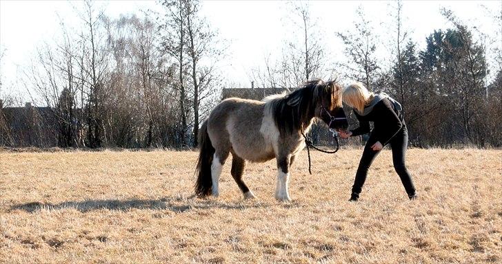 Shetlænder PH's Rammstein - 2011 billede 6