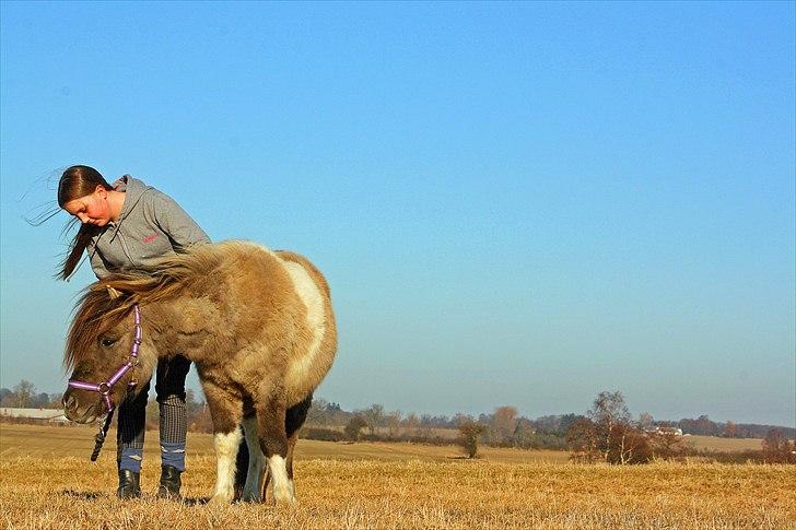 Shetlænder PH's Rammstein - 2011 billede 8
