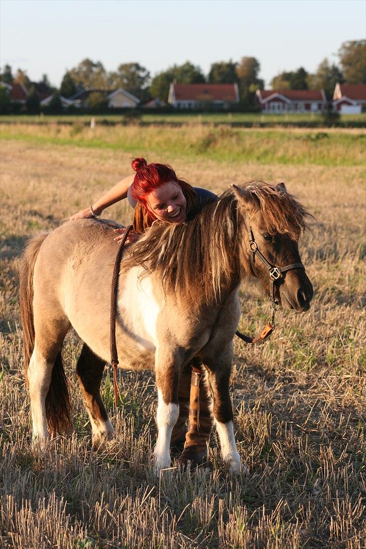 Shetlænder PH's Rammstein - 2010 billede 9