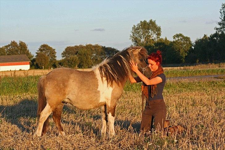 Shetlænder PH's Rammstein - 2010 billede 10