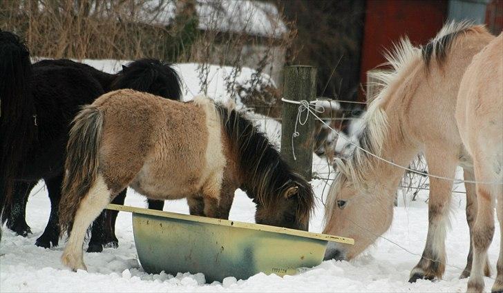 Shetlænder PH's Rammstein - 2010 billede 11