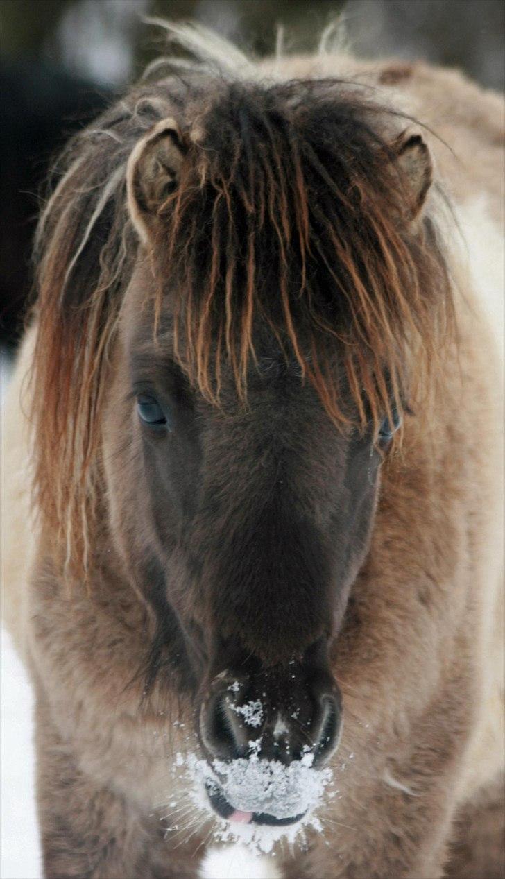 Shetlænder PH's Rammstein - 2010 billede 12