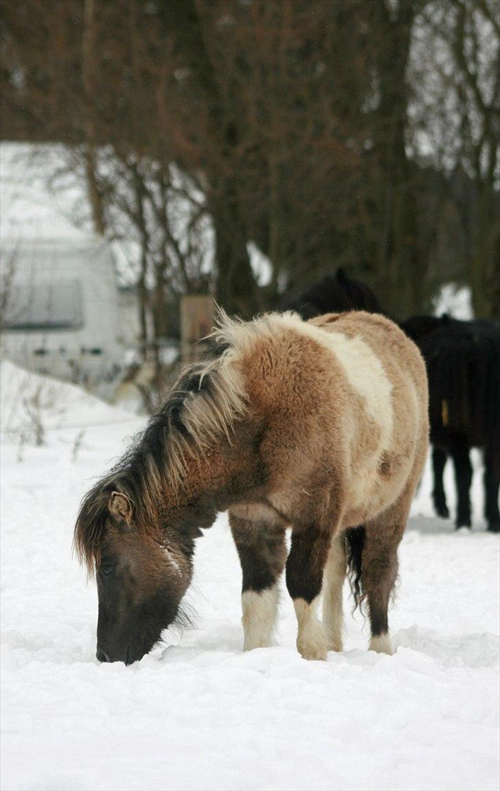 Shetlænder PH's Rammstein - 2010 billede 13