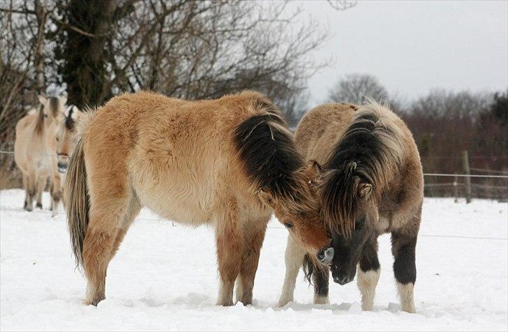 Shetlænder PH's Rammstein - 2010 billede 14