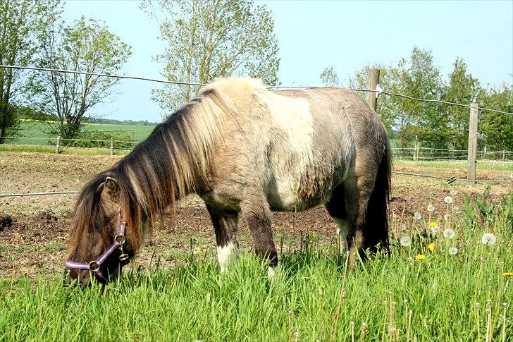Shetlænder PH's Rammstein - 2011 billede 15