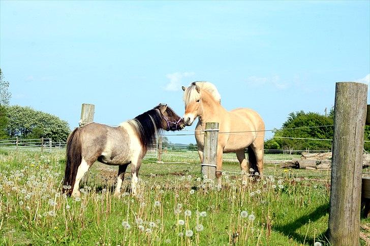 Shetlænder PH's Rammstein - 2011 billede 16