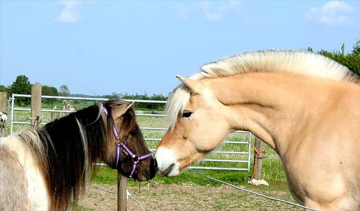Shetlænder PH's Rammstein - 2011 billede 17