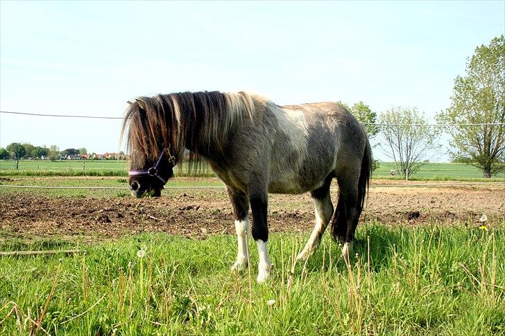 Shetlænder PH's Rammstein - 2011 billede 19