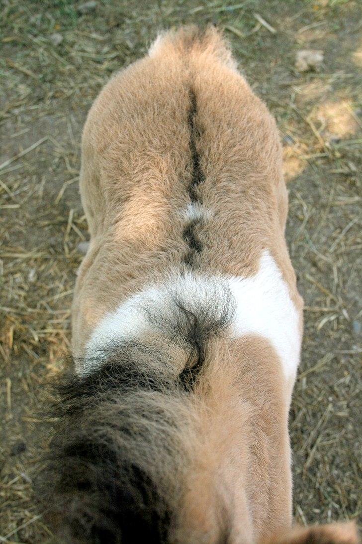 Shetlænder PH's Rammstein - 2009 billede 20