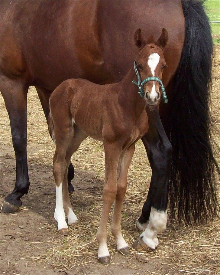 Dansk Varmblod Don-Vicardia billede 4