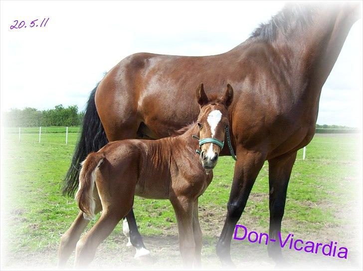 Dansk Varmblod Don-Vicardia billede 5