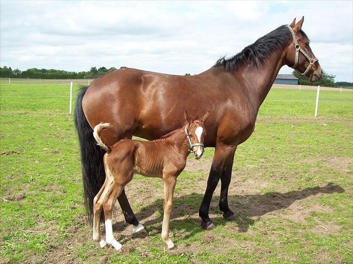 Dansk Varmblod Don-Vicardia billede 6