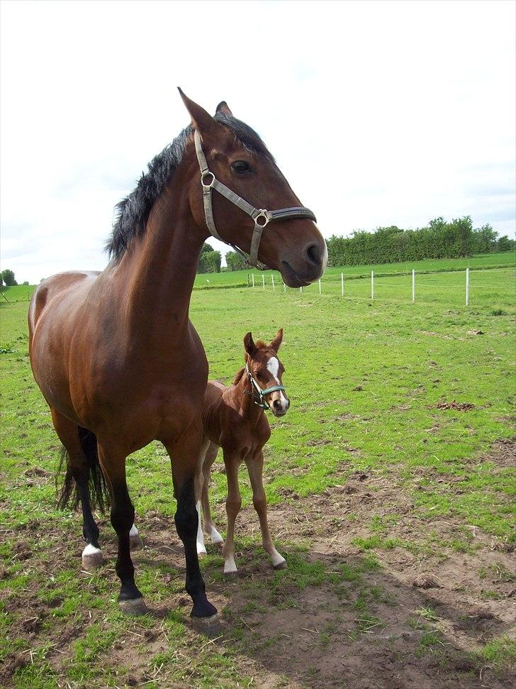 Dansk Varmblod Don-Vicardia billede 7