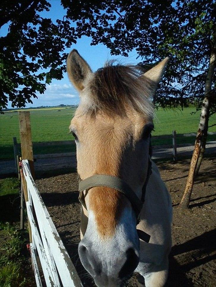 Fjordhest Lukas billede 15