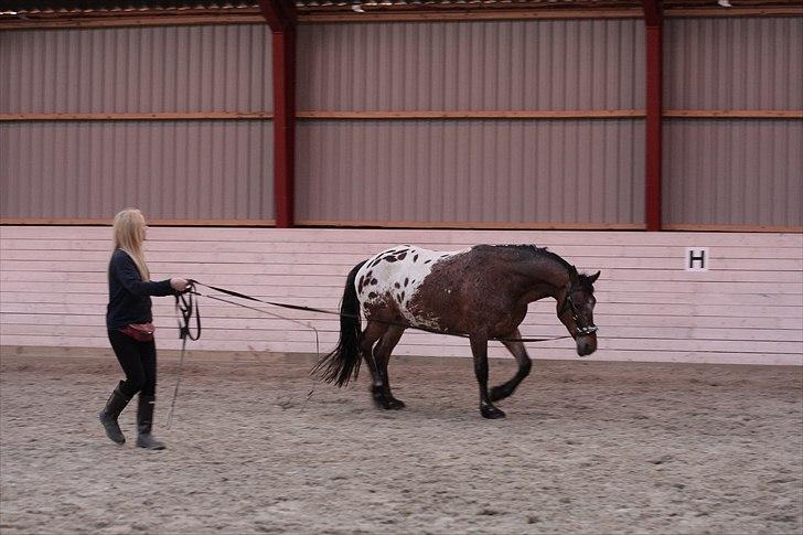 Anden særlig race Free Achak - Longering billede 10