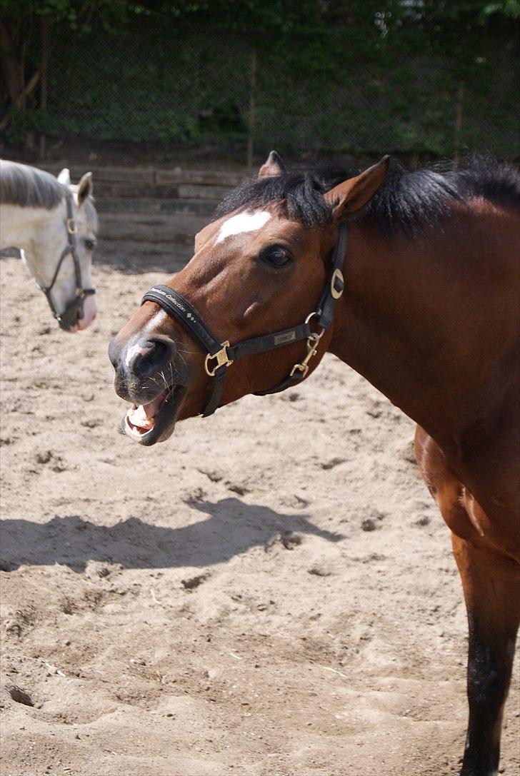 New Forest Marron (PART) - trætte pony <3 billede 14