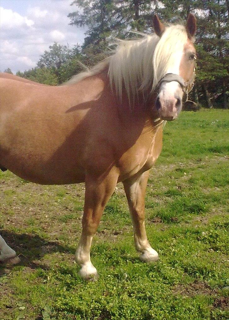 Haflinger Max  - Max. lige kommet hjem til os. 21.05.11 billede 5