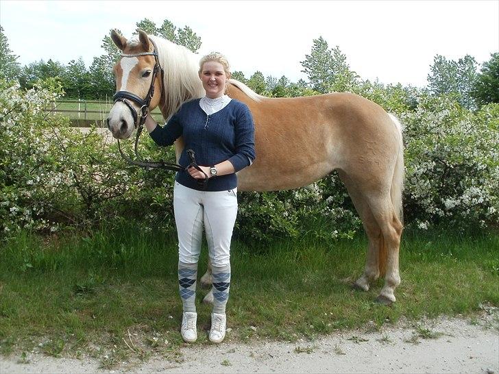 Haflinger Nanna Wican billede 17