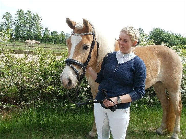 Haflinger Nanna Wican billede 18