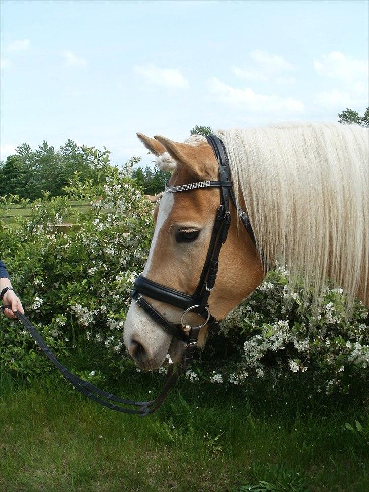 Haflinger Nanna Wican billede 19