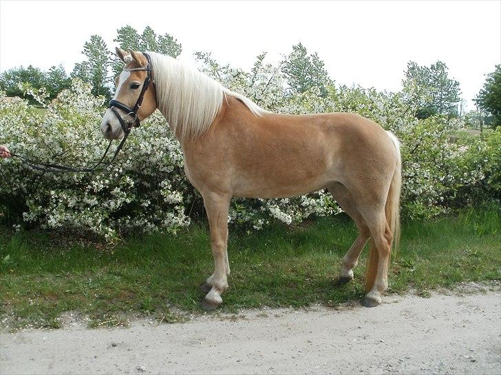 Haflinger Nanna Wican billede 20