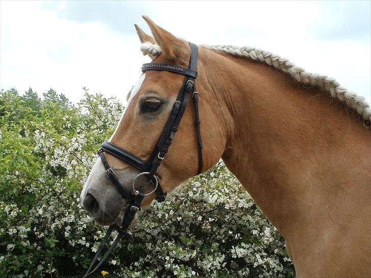 Haflinger Nenee -  Elitehoppe SOLGT billede 14