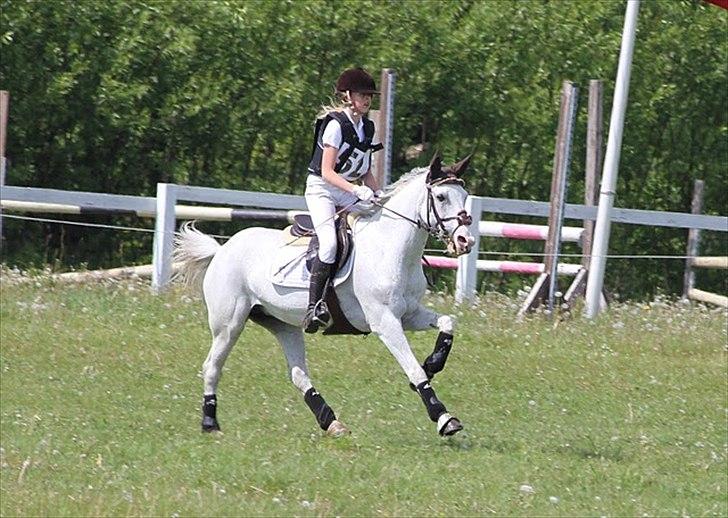 Tysk Sportspony Elina 17 - Kravelund 2011, første military stævne og JORK-CUP vinder. billede 7