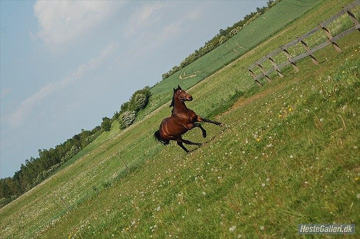 Dansk Varmblod Godthaabs Ulster billede 9