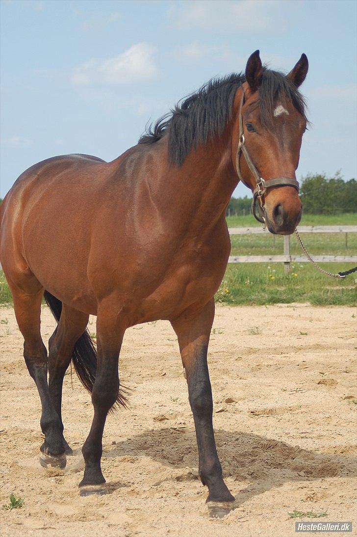 Dansk Varmblod Godthaabs Ulster billede 10