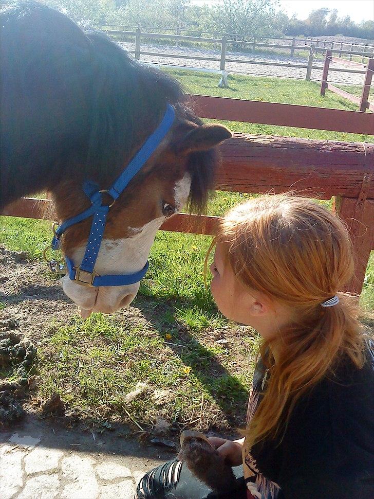 Welsh Pony (sec B) • Simba billede 4