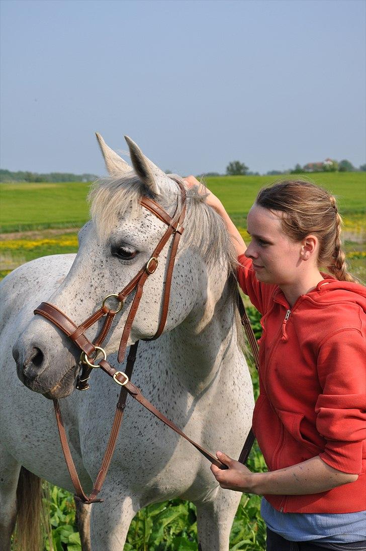 Arabisk fuldblod (OX) Bahia Blanca - Dage uden dig er som dage uden håb, men et liv uden dig vil være som et liv uden fremtid billede 9