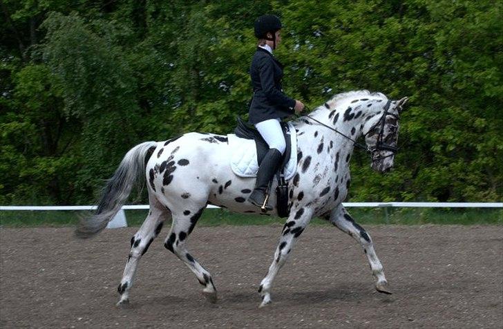 Knabstrupper Friis' Rex - Første stævne LC1 BIG Foto: Sanne kolind billede 1