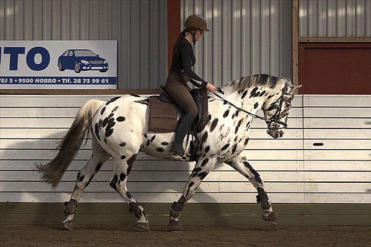 Knabstrupper Friis' Rex - Træning Marts Foto: Sanne kolind billede 8