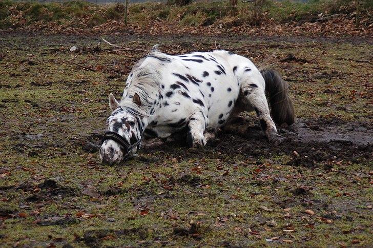 Knabstrupper Friis' Rex billede 13