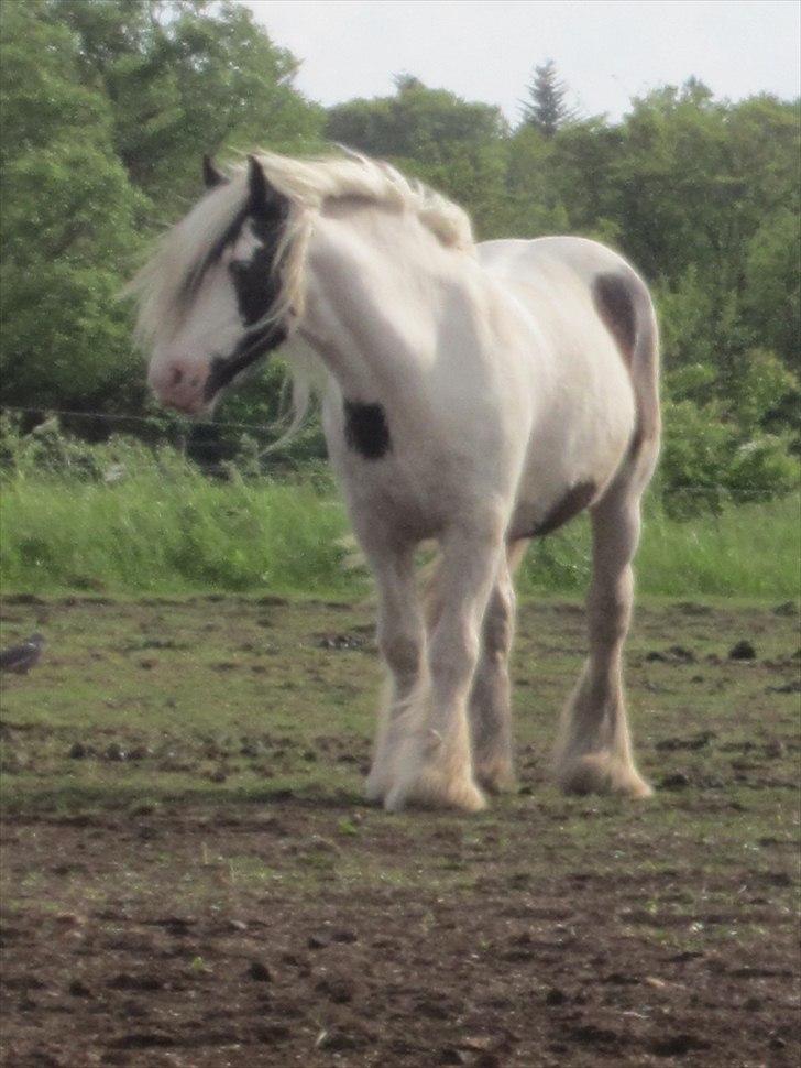 Tinker Disney - min bedste ven [Solgt] billede 9