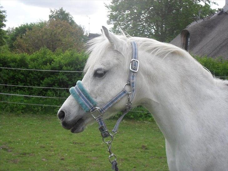 Welsh Pony (sec B) Rosengårdens Pollyanna - Min smukke pony Pollyanna sommer 2011 billede 2