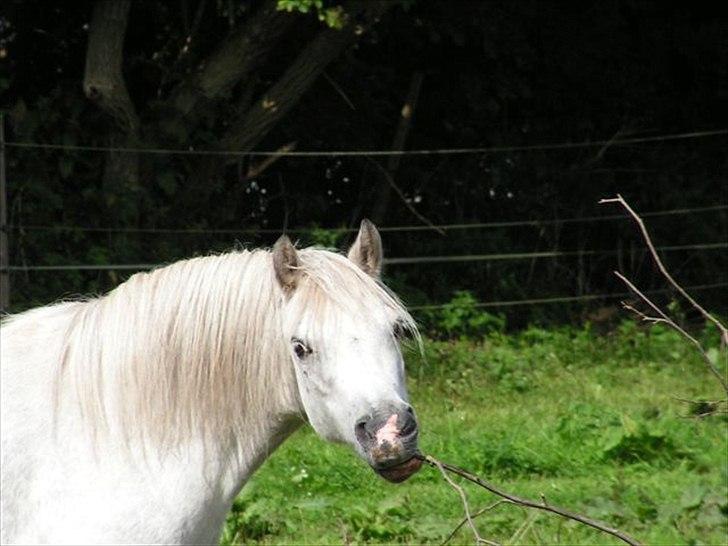 Welsh Pony (sec B) Rosengårdens Pollyanna - Mmh en lækker gren.                            ja selv grene spiser hun billede 3