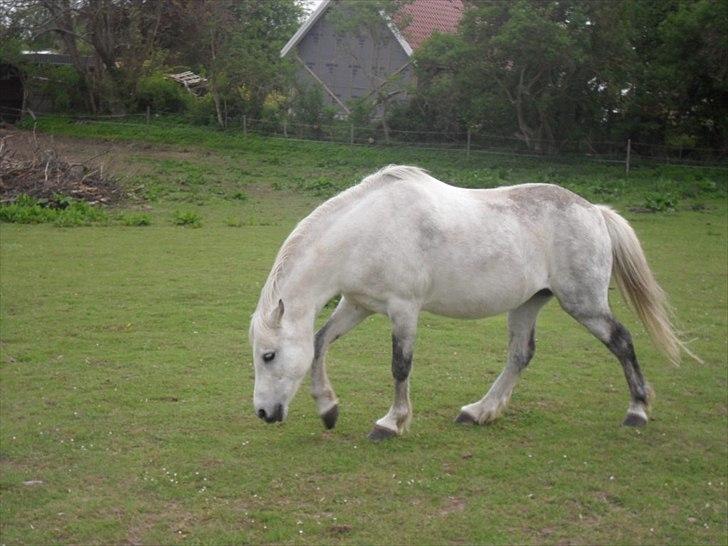 Welsh Pony (sec B) Rosengårdens Pollyanna - Min søde og dejlige Pollyanna billede 4