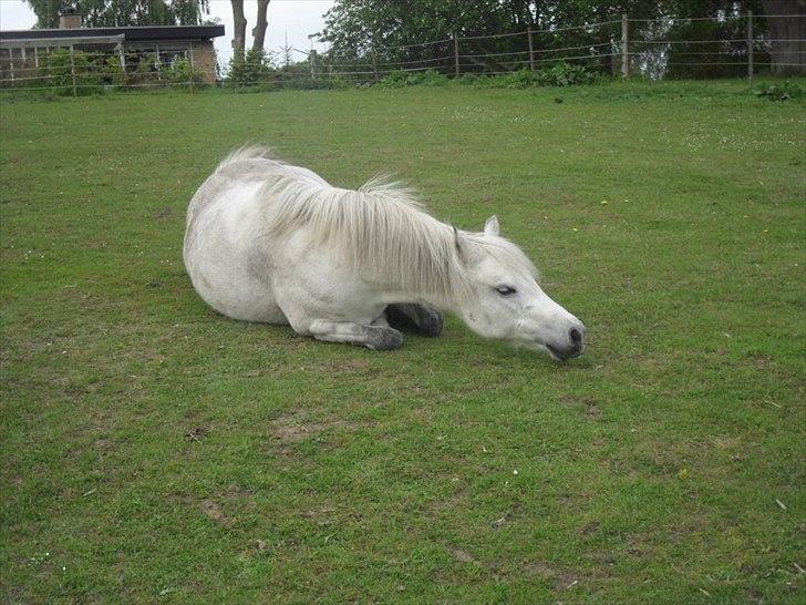 Welsh Pony (sec B) Rosengårdens Pollyanna - Trænger lige til en rulletur... billede 5