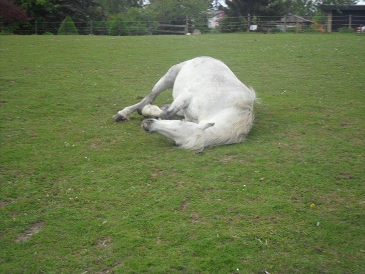 Welsh Pony (sec B) Rosengårdens Pollyanna - Uha det er dejligt billede 6