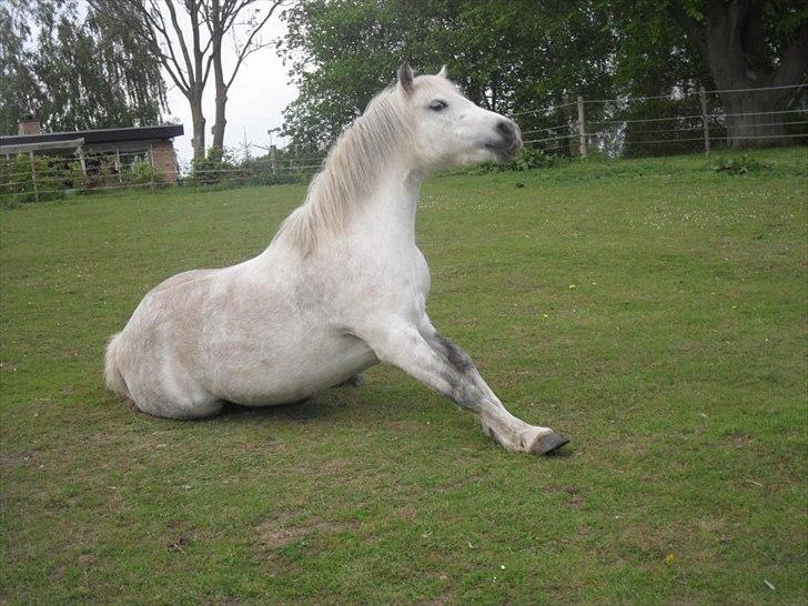 Welsh Pony (sec B) Rosengårdens Pollyanna - Her sidder jeg da meget godt... billede 7