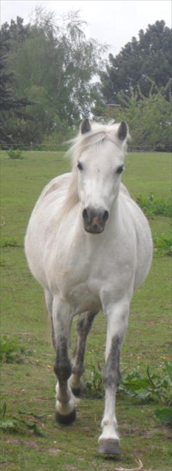 Welsh Pony (sec B) Rosengårdens Pollyanna - Her kommer jeg... billede 8
