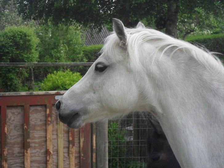 Welsh Pony (sec B) Rosengårdens Pollyanna - Mon det er Sofie som kommer hjem? billede 9