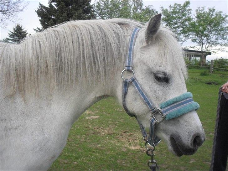 Welsh Pony (sec B) Rosengårdens Pollyanna - Fantatiske Pollyanna billede 10